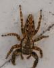 Marpissa muscosa